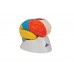 neuro-anatomiczny model mózgu, 8 części - 3b smart anatomy - 1000228 [c22] 3b scientific modele anatomiczne 5